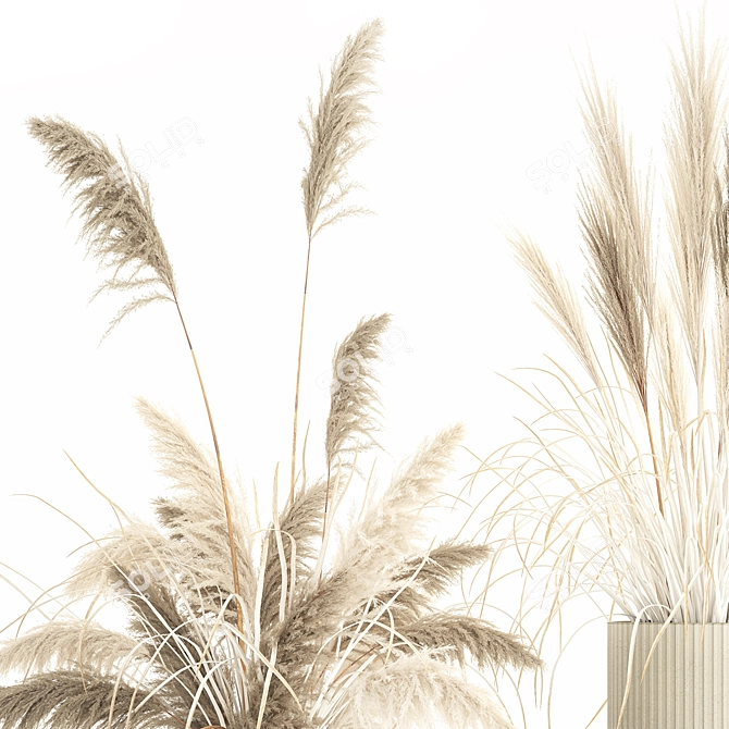 Beautiful White Pampas Grass Collection 3D model image 3