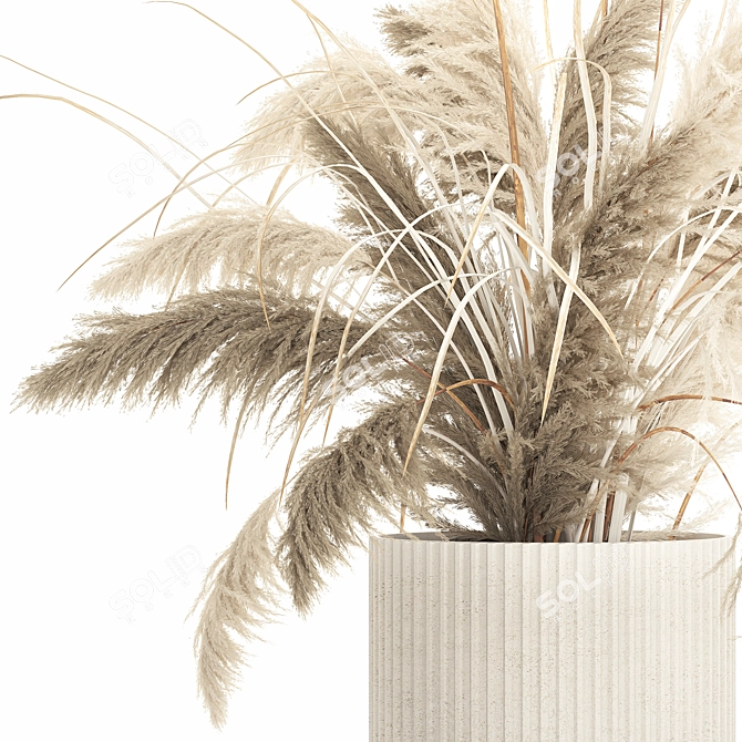 Beautiful White Pampas Grass Collection 3D model image 5