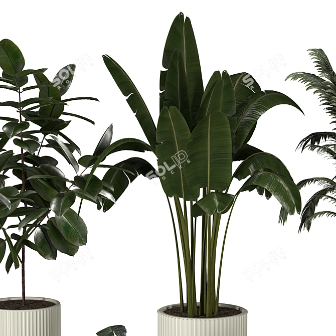 Indoor and Outdoor Plant Collection 3D model image 4