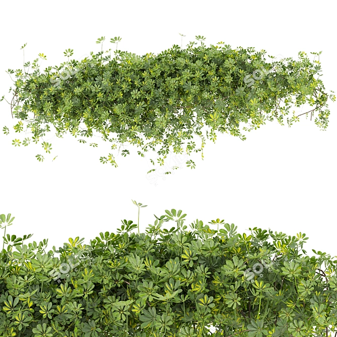 Premium Outdoor Schefflera Bush Plant 3D model image 3