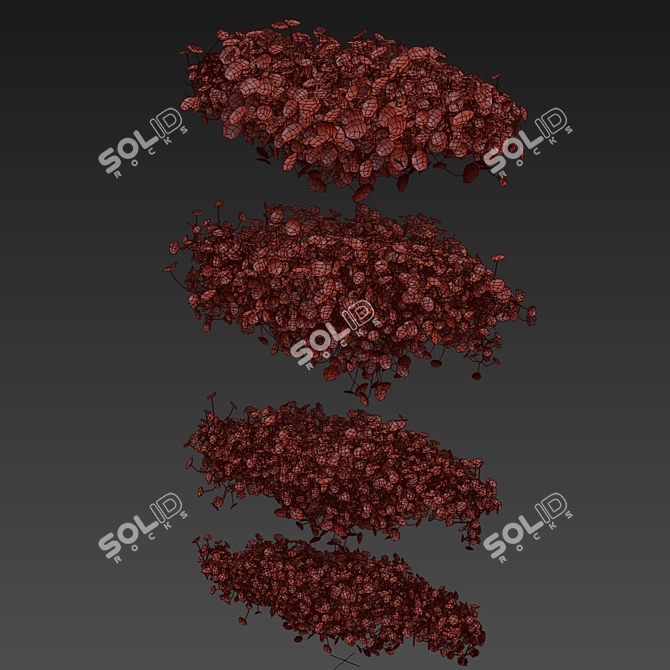 Premium Outdoor Schefflera Bush Plant 3D model image 7