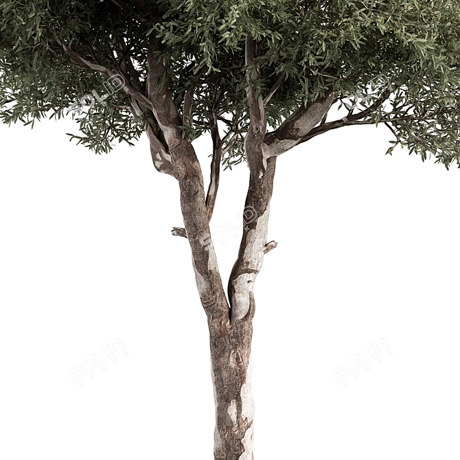 Crimson Wood Set 178 3D model image 2