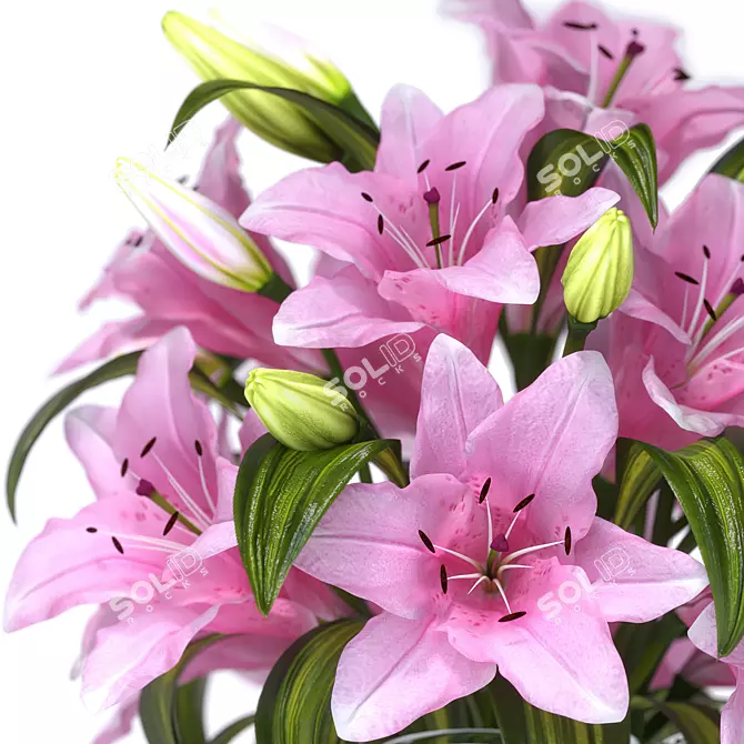 Elegant Lilium Flowers Set Available 3D model image 2