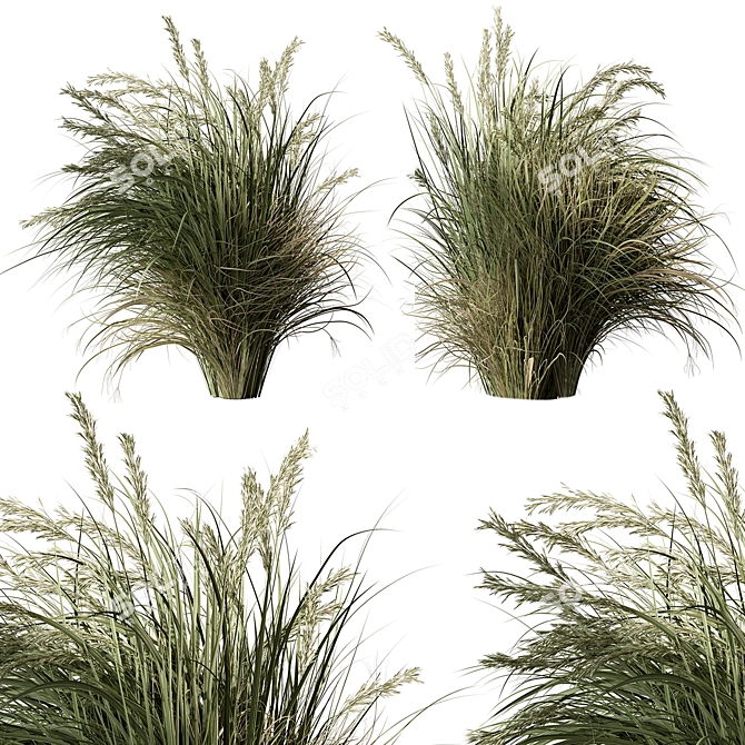 Set of Two Tall Grasses 3D model image 1