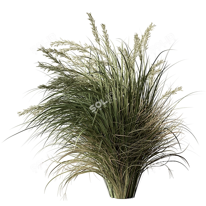 Set of Two Tall Grasses 3D model image 2