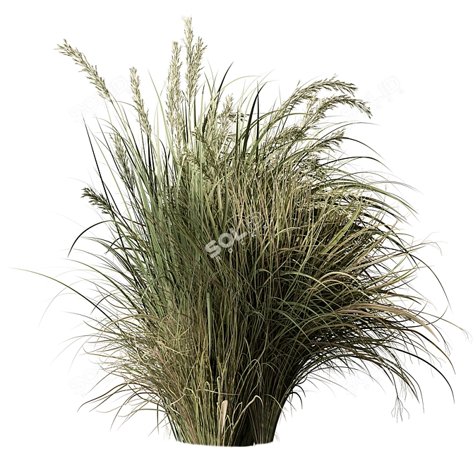 Set of Two Tall Grasses 3D model image 3