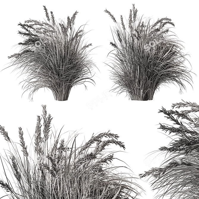 Set of Two Tall Grasses 3D model image 4