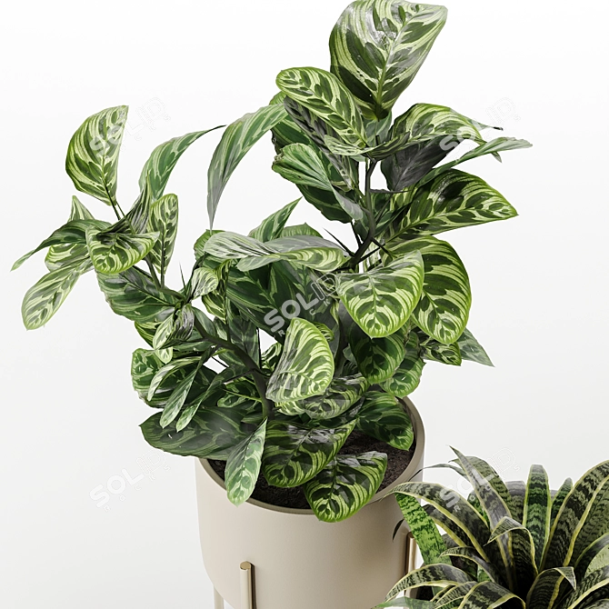 Versatile Indoor Plant Set 3D model image 3
