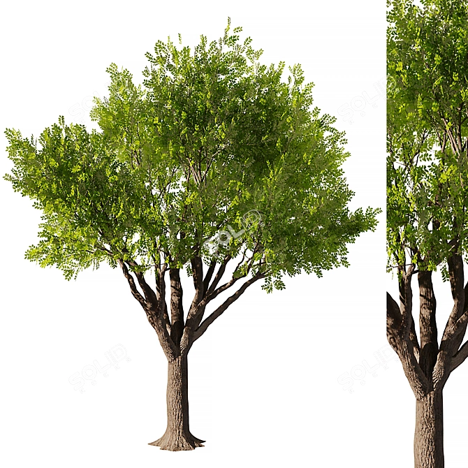 Exquisite Mahogany Tree Model 2016 3D model image 1