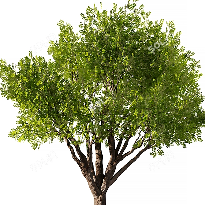 Exquisite Mahogany Tree Model 2016 3D model image 2