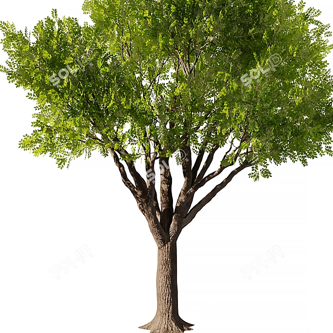 Exquisite Mahogany Tree Model 2016 3D model image 3