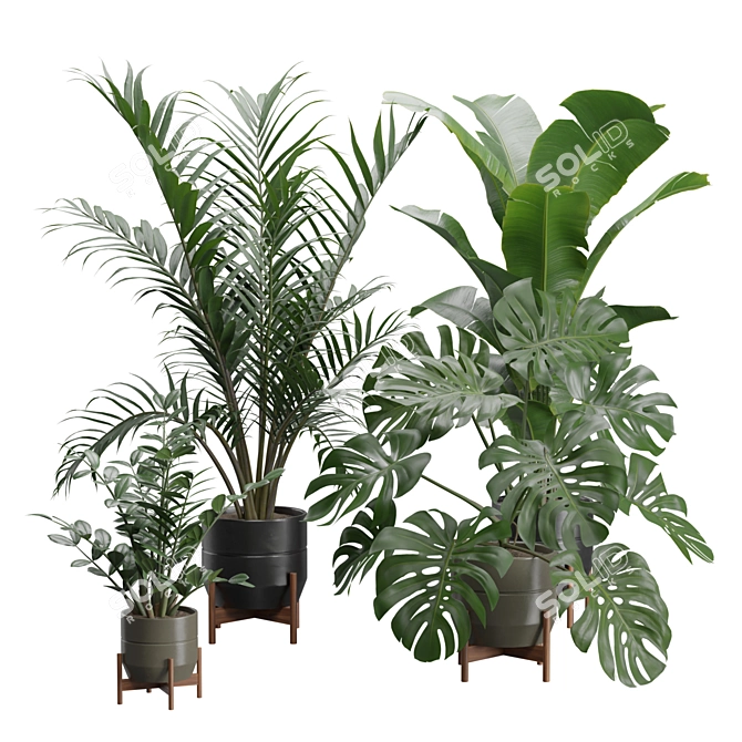 Exotic Indoor Plants 3D Pack 3D model image 1