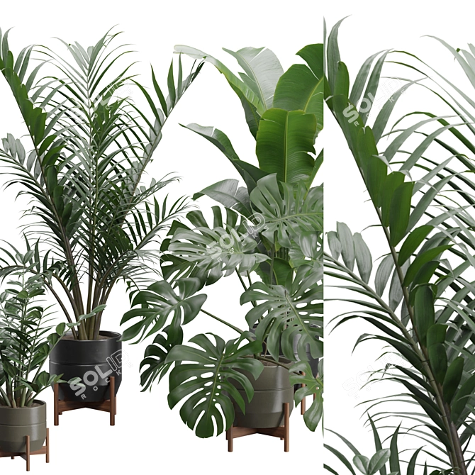 Exotic Indoor Plants 3D Pack 3D model image 2