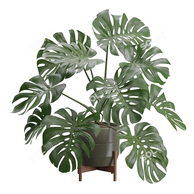 Exotic Indoor Plants 3D Pack 3D model image 4
