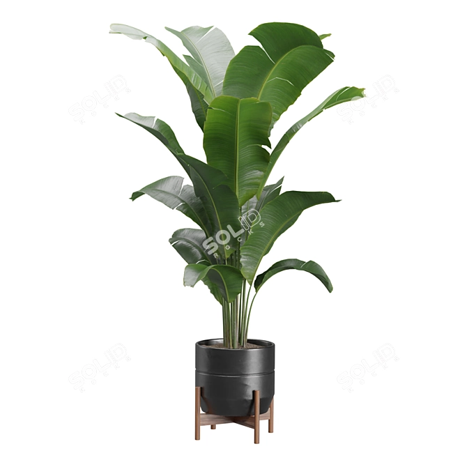 Exotic Indoor Plants 3D Pack 3D model image 6