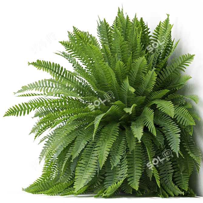 Green Oasis Plants Collection 3D model image 2