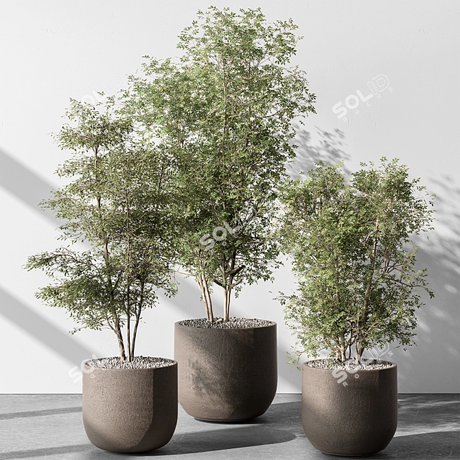 Sapling Tree Indoor Plant 543 3D model image 1