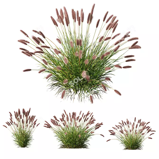 Fountain Grass Pennisetum Ornamental Plumes 3D model image 1