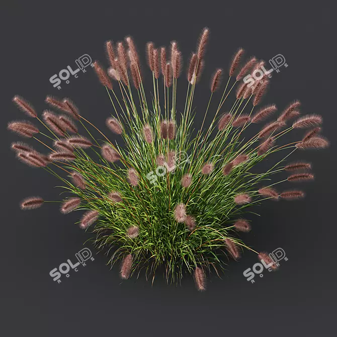 Fountain Grass Pennisetum Ornamental Plumes 3D model image 2