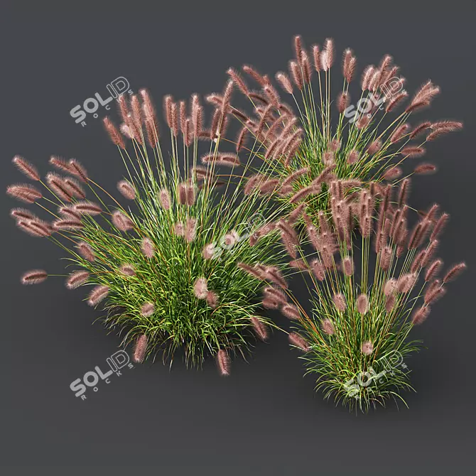 Fountain Grass Pennisetum Ornamental Plumes 3D model image 3