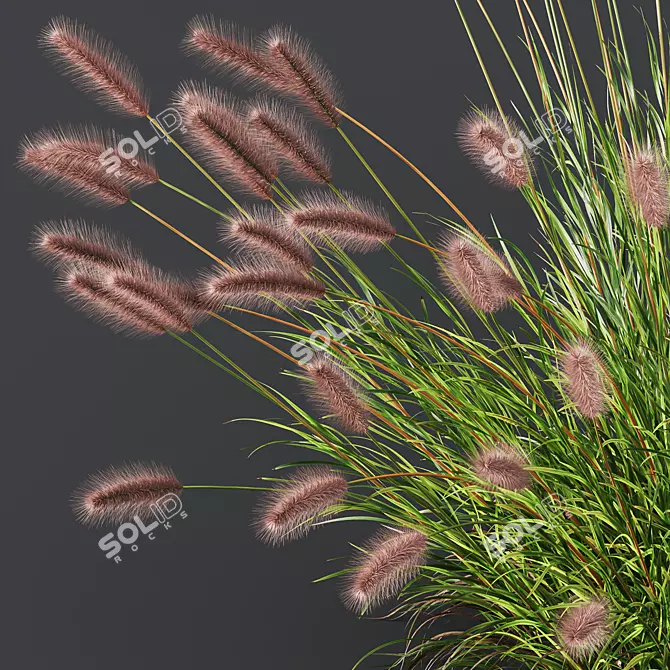 Fountain Grass Pennisetum Ornamental Plumes 3D model image 4