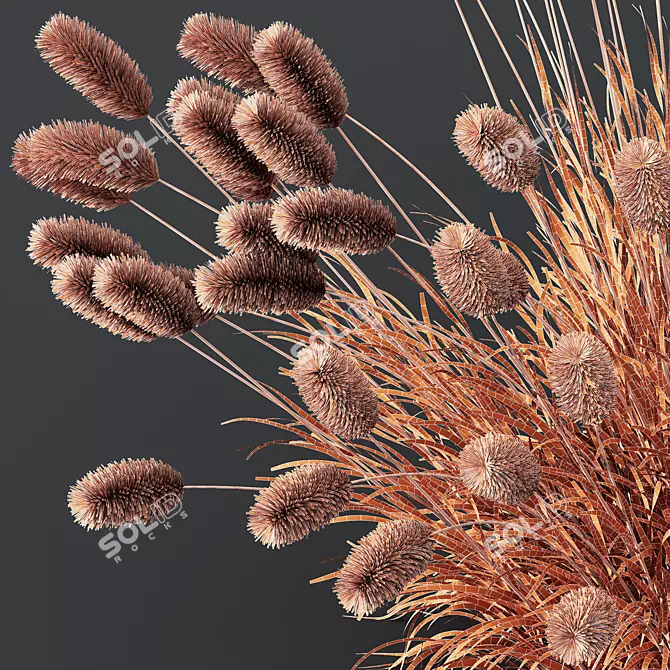 Fountain Grass Pennisetum Ornamental Plumes 3D model image 5