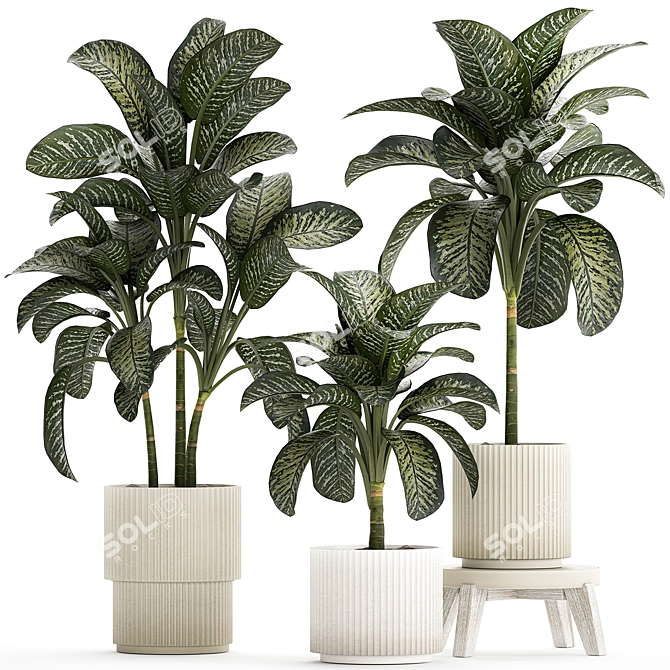 Tropical Dieffenbachia Plant in Concrete Pot 3D model image 1