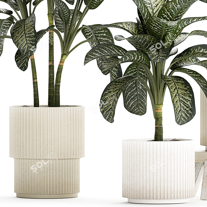 Tropical Dieffenbachia Plant in Concrete Pot 3D model image 5