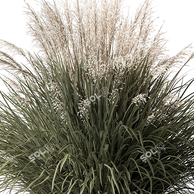 24-Piece White Flower Grass 3D model image 2