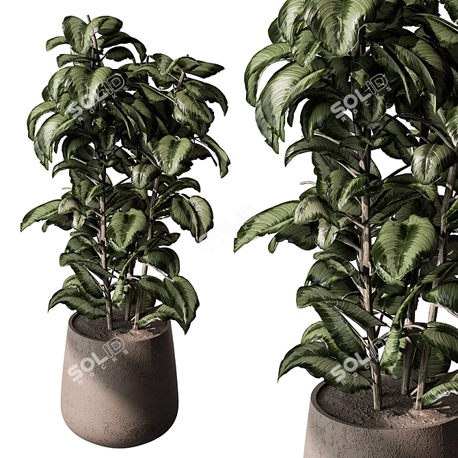 Freshen Your Space With Aglaonema 3D model image 2