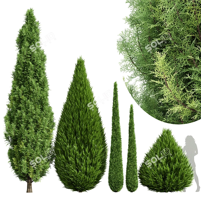 Cypress 3D Models Collection 3D model image 1
