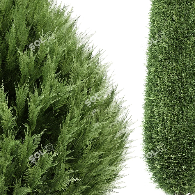 Cypress 3D Models Collection 3D model image 3