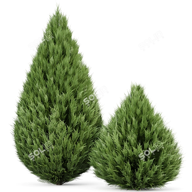 Cypress 3D Models Collection 3D model image 4