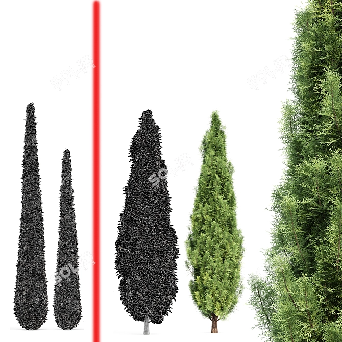 Cypress 3D Models Collection 3D model image 5