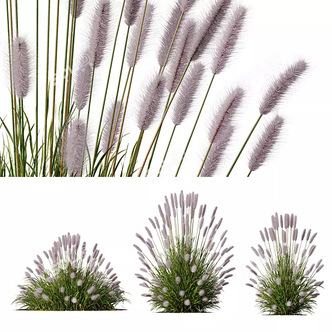 Ornamental Pennisetum Fountain Grass 3D model image 1