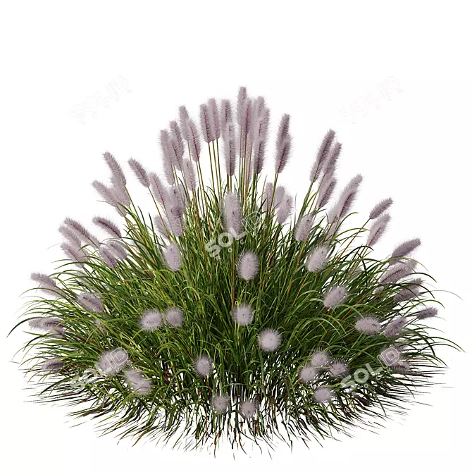 Ornamental Pennisetum Fountain Grass 3D model image 2