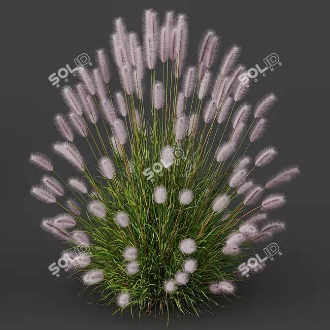 Ornamental Pennisetum Fountain Grass 3D model image 4