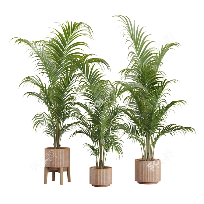 Tropical Areca Palm Set Render 3D model image 1