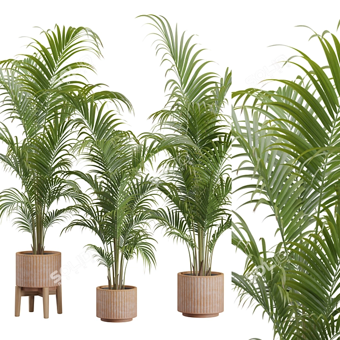 Tropical Areca Palm Set Render 3D model image 2