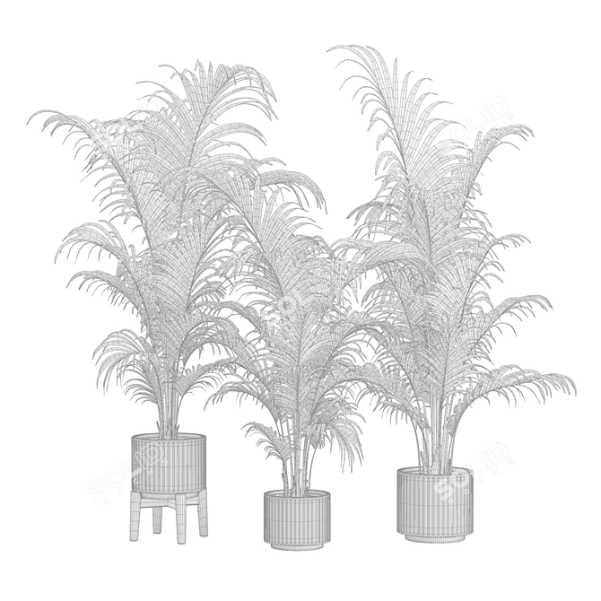 Tropical Areca Palm Set Render 3D model image 3