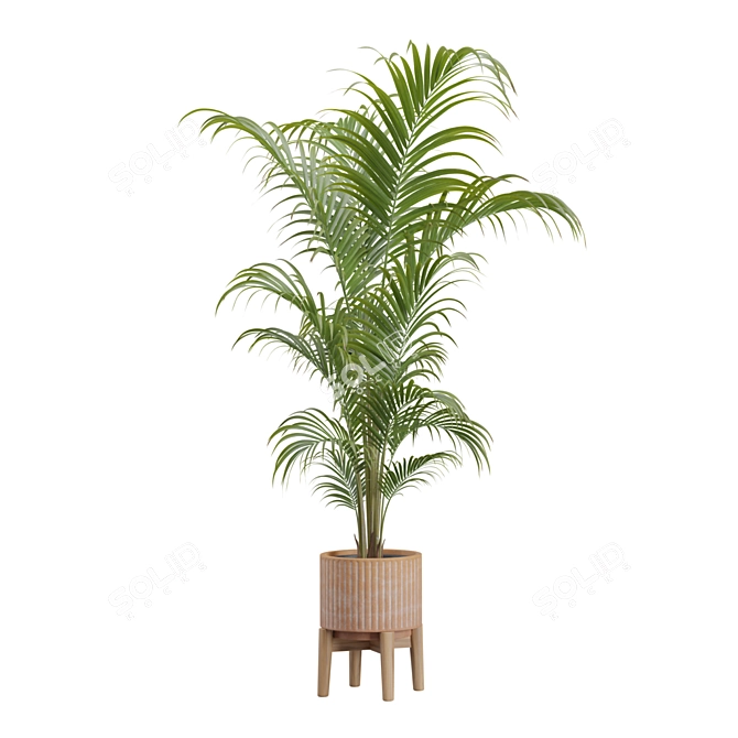 Tropical Areca Palm Set Render 3D model image 4