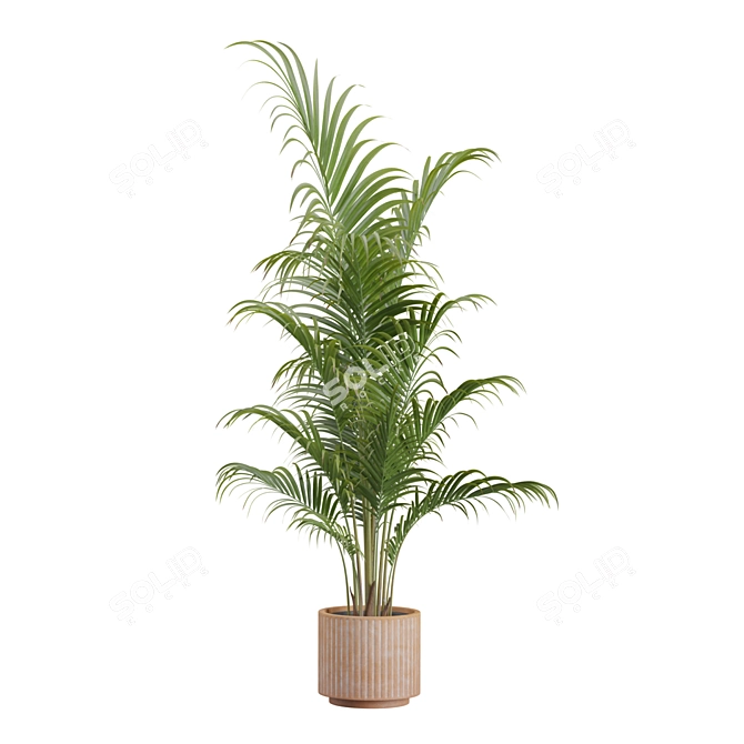 Tropical Areca Palm Set Render 3D model image 6