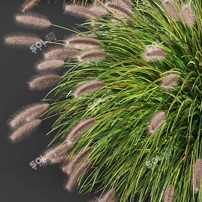 Ornamental Fountain Grass 3D Models 3D model image 3