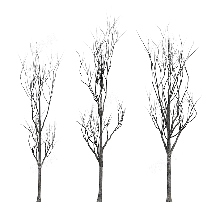 Young Oak Trees Set for Modern Exteriors 3D model image 1