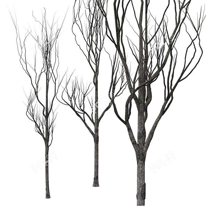 Young Oak Trees Set for Modern Exteriors 3D model image 2