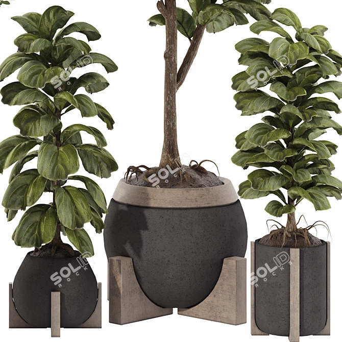 Indoor Bonsai Olive & Ficus Set 3D model image 4