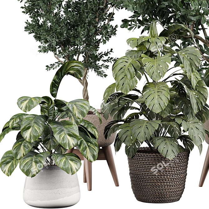 Modern Indoor Plant 3D Model 3D model image 2