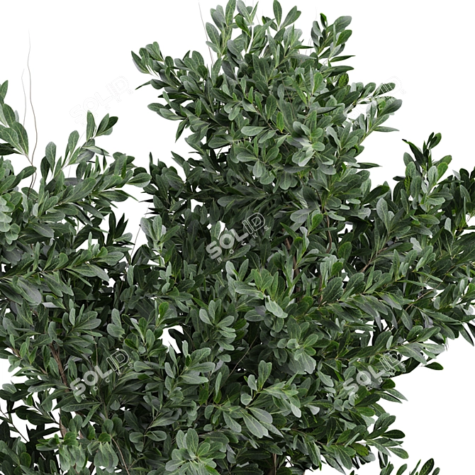 Modern Indoor Plant 3D Model 3D model image 4