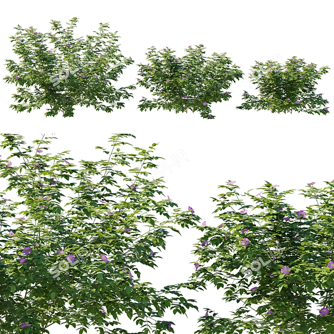 Carolina Rose Bush 2017 Model 3D model image 1