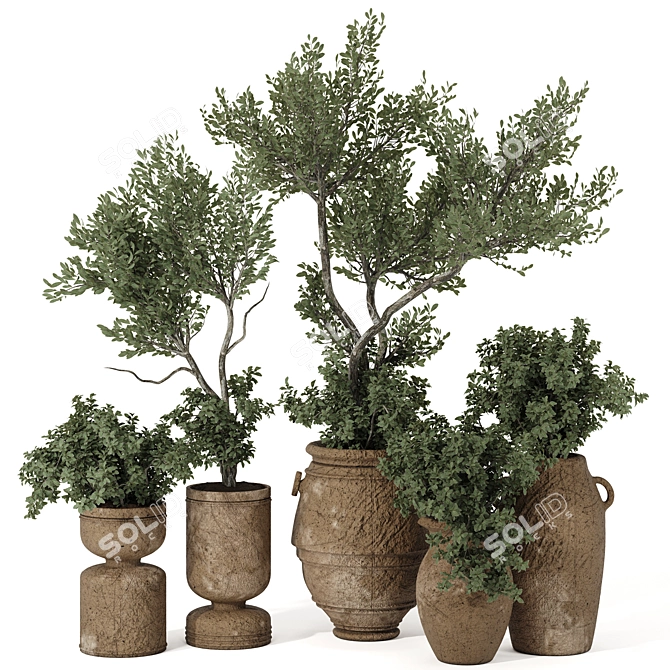 Indoor Bonsai Olive Tree in Pot 3D model image 1